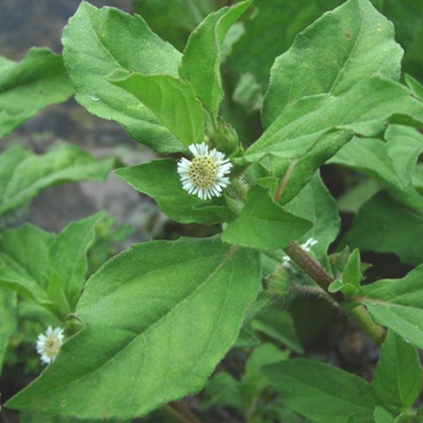 ブリンガラージ